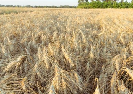 Quais os benefícios do adubo foliar?
