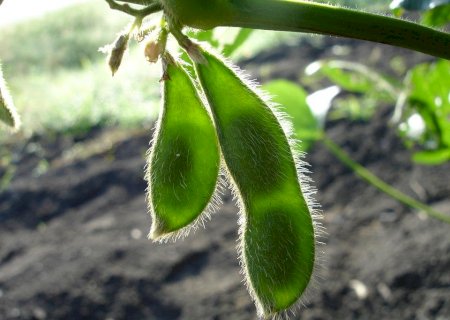 Aprosoja orienta produtores a não aceitarem os requisitos da EUDR