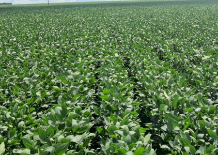 Brasil deve exportar até 11 milhões de toneladas de soja em fevereiro
