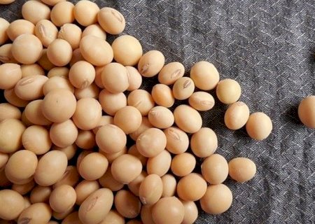 Chuvas melhoram solo para soja, mas atrasam colheita