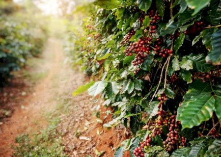 Insumos biológicos são aliados no enfrentamento de desafios da cafeicultura
