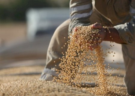 Soja tem preços em queda e preocupações