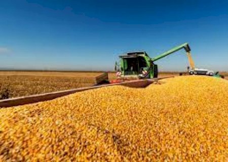 MS planta 509 mil hectares de milho 2ª safra 2024/2025