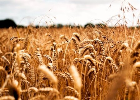 Mercado brasileiro de inoculantes em expansão