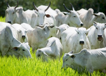 Arroba do boi gordo teve queda de até 4,5% na semana; entenda se o preço deve cair ou aumentar