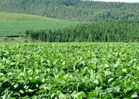 USDA prevê área de 91,05 milhões de hectares com soja, milho e trigo em 2025/26