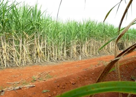 'Superenzima' pode transformar resíduos em biocombustível
