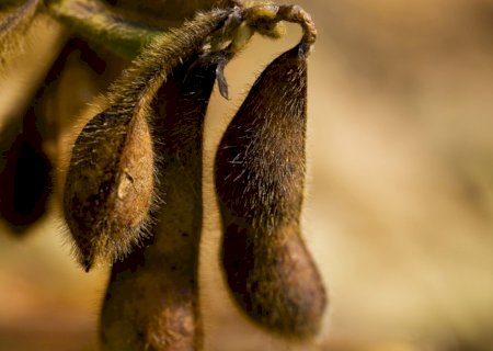 Que prejuízo! Falta de chuvas afeta a produtividade da soja