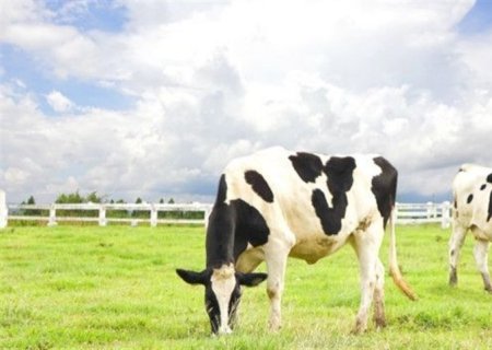Manejo inadequado intensifica perdas causadas pela mastite