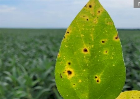 Tecnologia inovadora no controle de doenças de plantas