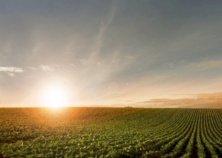 Calor: como minimizar os impactos do calor no campo?