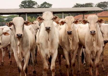 Boi gordo: cotações se firmam graças a aumento de 143% nas exportações de carne