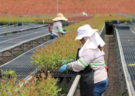 Silvicultura ‘abre às portas’ para mulheres na universidade na universidade e contribui para o desenvolvimento sustentável