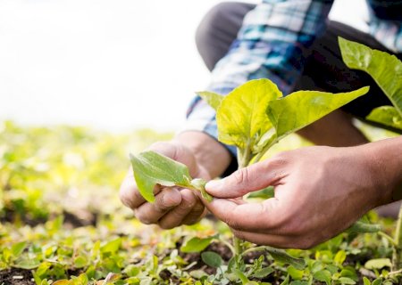 Setor agropecuário pressiona governo por mais R$ 1 bilhão para seguro rural em 2025