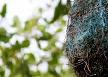 Poluição: no Brasil, aves estão fazendo ninhos com resíduos plásticos