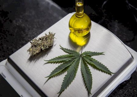 Anvisa propõe venda de Cannabis medicinal em farmácia de manipulação