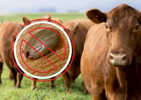 Estudo mostra carrapaticidas mais suscetíveis a resistência dos carrapatos