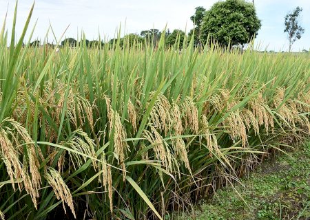 Sabia que o arroz também é usado na construção civil e em cosméticos?