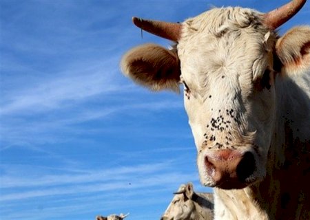 Mercado do boi gordo começa a semana estável