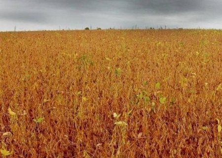 Preço da soja encerrou fevereiro em alta no mercado brasileiro