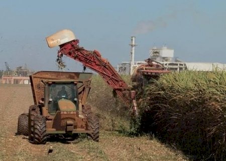 Moagem de cana cai 5% no acumulado da safra 2024/25