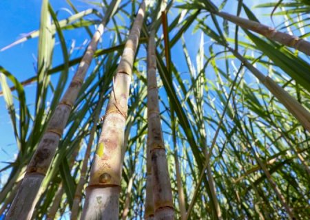 Mato Grosso do Sul tem produção recorde de etanol e avança na descarbonização do setor bioenergético