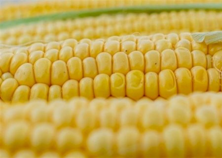 Guerra comercial e plantio nos EUA afetam cotação do milho