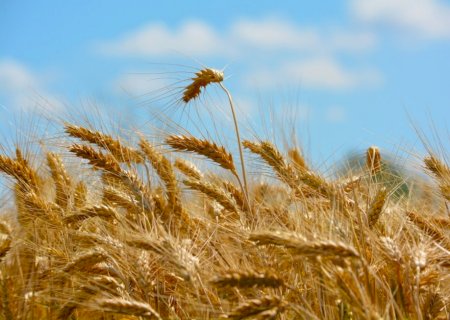 Oscilações no mercado internacional influenciam preços do trigo