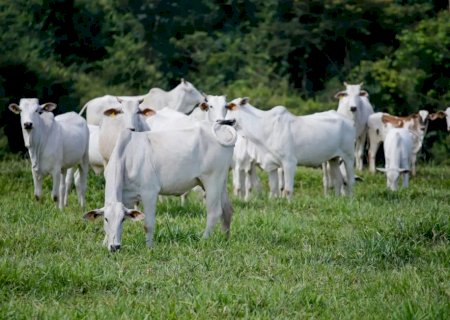 Brasil alcança recorde no abate de bovinos, frangos e suínos