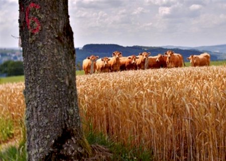 Pastagens favorecem bovinocultura de corte