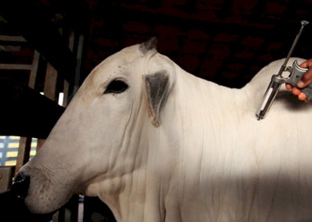 Febre aftosa: Paraná terá banco nacional de vacinas e antígenos