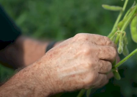 Avanço na colheita de soja; saiba como foi a semana do grão