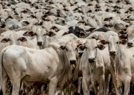 Brasil importa menos de 1% da carne e tem preço 14% abaixo da média global