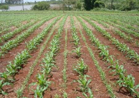 Cobertura do solo após colheita da soja garante maior produtividade, aponta engenheiro agrônomo