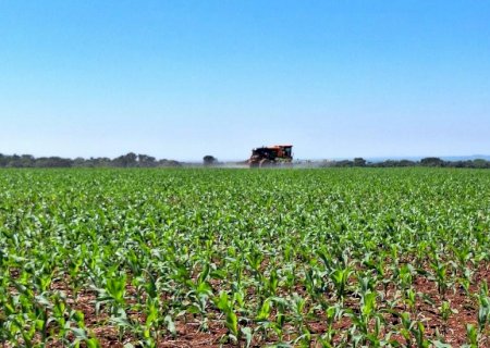 Safra de milho: área plantada acompanhada pelo Projeto SIGA-MS alcançou 83,3%