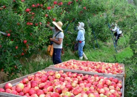 Agropecuária abre 35,7 mil empregos formais em janeiro