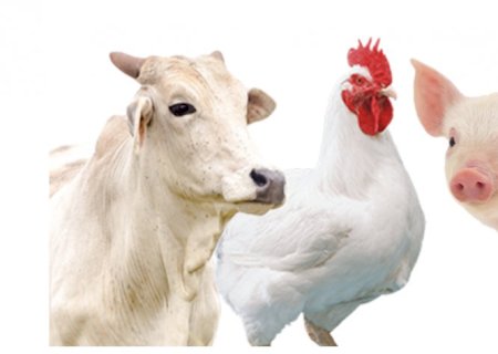 Exportações de carnes são recordes e superam as de soja no ano