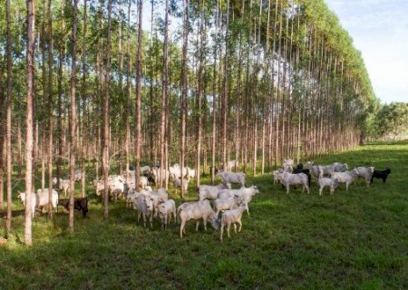 Mercado pecuário de MS pode alcançar R$ 27 bilhões em 2025