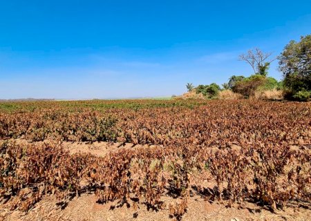 Seca e calor extremo vão afetar safra de café 2025/26