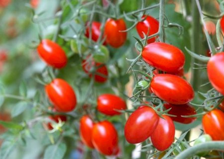 Tomate mais caro: entenda os motivos da alta no preço