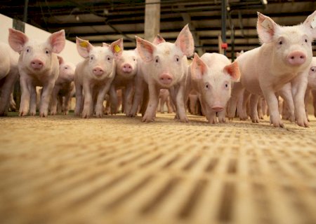 Exportações de carne suína batem recorde em fevereiro com 114 mil toneladas