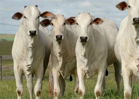Pecuaristas investem mais em genética