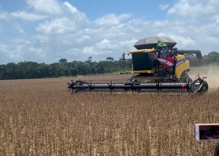 Safra de soja: Brasil dispara e Argentina revisa para baixo; saiba os detalhes