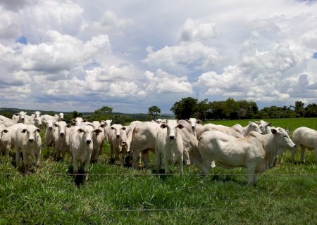 Boi gordo: arroba teve altas de até 5% na semana; veja preços