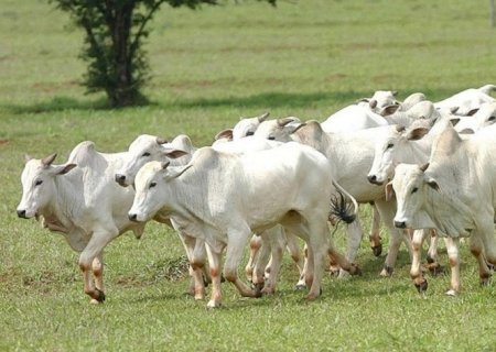 Após recordes, abates de frango e suíno devem crescer e de bovinos cair