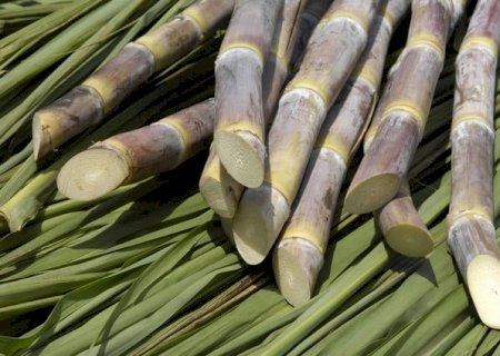 Moagem da cana registra queda de 17,81% na primeira quinzena de março
