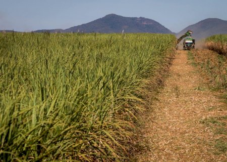 Cana: Conab estima 660 milhões de toneladas, mas prevê recuo na produção