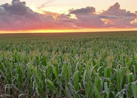 Mais de 92% da área acompanhada já foi semeada com milho segunda safra 2024/2025