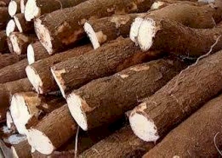 Mandioca é o alimento campeão de vendas na Ceasa/MS, com 6,3 toneladas ao ano