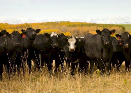 Pecuarista abate 3.000 bovinos e tem prejuízo de US$ 4,09 milhões após “ataque biológico'